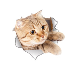 Vinyl waterproof Cat Dog 3D Wall Sticker - Beauti Homes